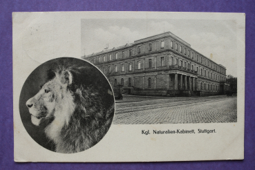 Ansichtskarte AK Stuttgart 1914 Königliches Naturalien Kabinett